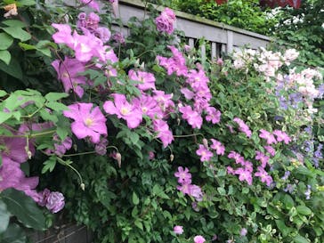 横浜イングリッシュガーデンに投稿された画像（2023/5/27）