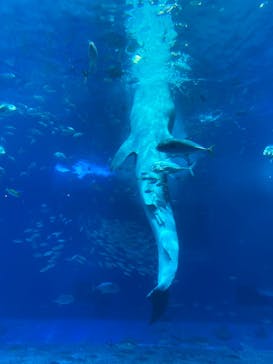 沖縄美ら海水族館に投稿された画像（2023/5/27）