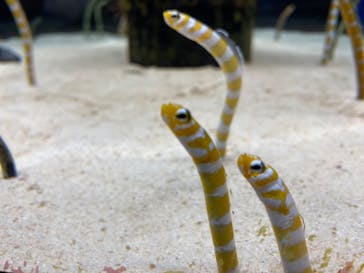 沖縄美ら海水族館に投稿された画像（2023/5/27）