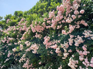 横浜イングリッシュガーデンに投稿された画像（2023/5/27）