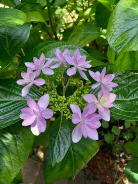 横浜イングリッシュガーデンに投稿された画像（2023/5/27）