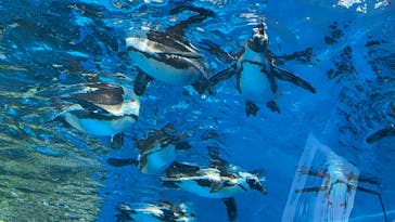 サンシャイン水族館に投稿された画像（2023/5/27）