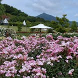 いばらきフラワーパークに投稿された画像（2023/5/27）