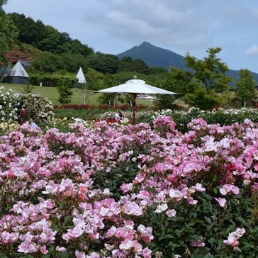 いばらきフラワーパークに投稿された画像（2023/5/27）