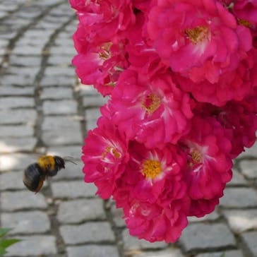 いばらきフラワーパークに投稿された画像（2023/5/27）