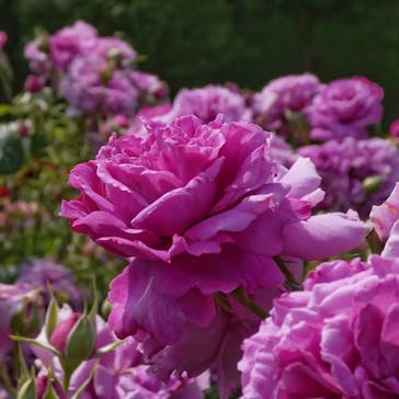 いばらきフラワーパークに投稿された画像（2023/5/27）