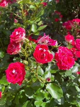 横浜イングリッシュガーデンに投稿された画像（2023/5/27）