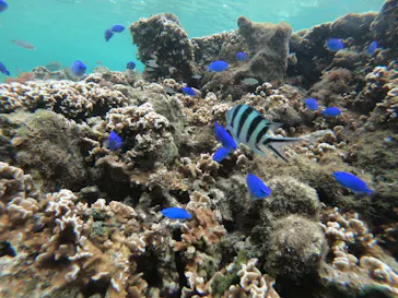 武藤潜水に投稿された画像（2023/5/27）