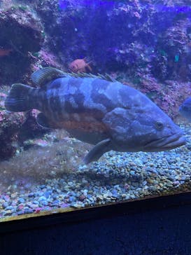 串本海中公園水族館に投稿された画像（2023/5/27）