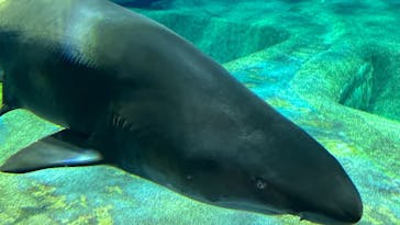 アクアワールド茨城県大洗水族館に投稿された画像（2023/5/27）