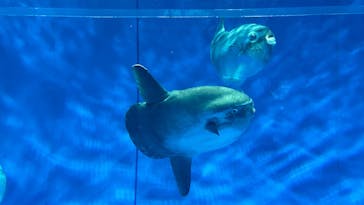 アクアワールド茨城県大洗水族館に投稿された画像（2023/5/27）
