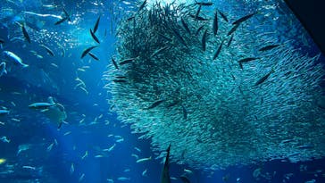 アクアワールド茨城県大洗水族館に投稿された画像（2023/5/27）