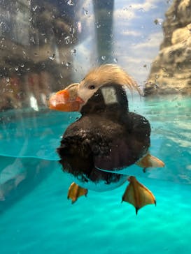 アクアワールド茨城県大洗水族館に投稿された画像（2023/5/27）