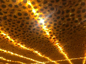 ゴッホ・アライブ神戸に投稿された画像（2023/5/27）