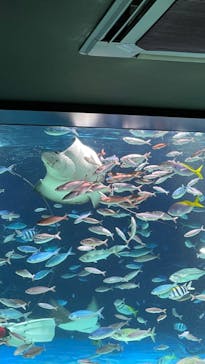 サンシャイン水族館に投稿された画像（2023/5/27）