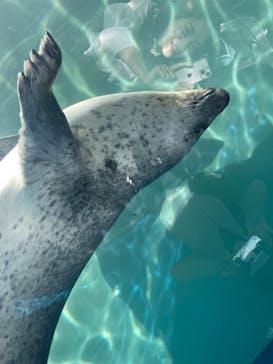 しながわ水族館に投稿された画像（2023/5/27）