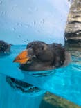 アクアワールド茨城県大洗水族館に投稿された画像（2023/5/27）