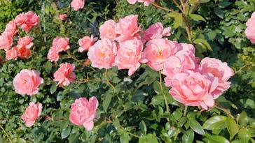 横浜イングリッシュガーデンに投稿された画像（2023/5/27）