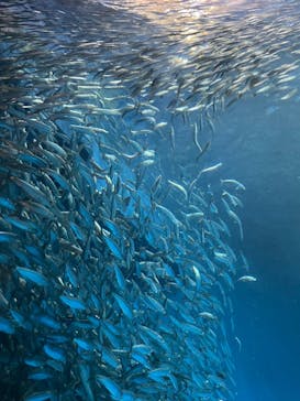 名古屋港水族館に投稿された画像（2023/5/27）