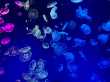 名古屋港水族館に投稿された画像（2023/5/27）