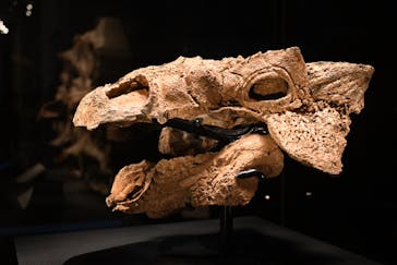 国立科学博物館に投稿された画像（2023/5/27）