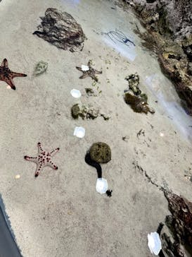 沖縄美ら海水族館に投稿された画像（2023/5/27）