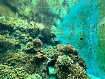 沖縄美ら海水族館に投稿された画像（2023/5/27）