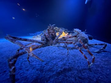 環境水族館アクアマリンふくしまに投稿された画像（2023/5/27）