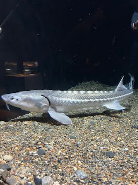 環境水族館アクアマリンふくしまに投稿された画像（2023/5/27）