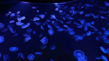 すみだ水族館に投稿された画像（2023/5/27）