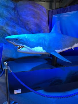 新江ノ島水族館に投稿された画像（2023/5/27）