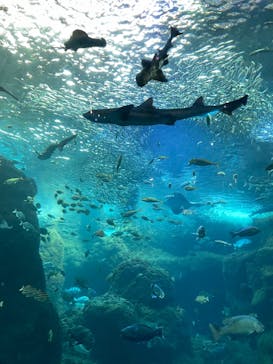 新江ノ島水族館に投稿された画像（2023/5/27）