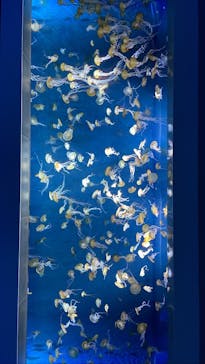 新江ノ島水族館に投稿された画像（2023/5/27）