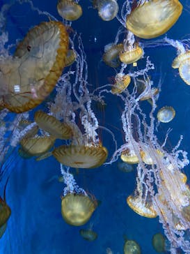 新江ノ島水族館に投稿された画像（2023/5/27）