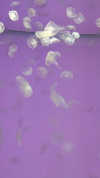 アクアワールド茨城県大洗水族館に投稿された画像（2023/5/27）