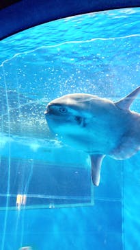 アクアワールド茨城県大洗水族館に投稿された画像（2023/5/27）