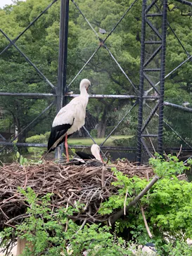 天王寺動物園に投稿された画像（2023/5/27）