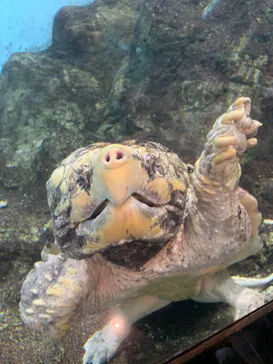 天王寺動物園に投稿された画像（2023/5/27）