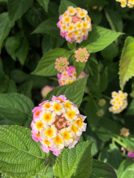 ニューヨークランプミュージアム＆フラワーガーデンに投稿された画像（2023/5/27）