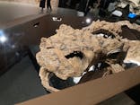 特別展「恐竜博2023」に投稿された画像（2023/5/27）