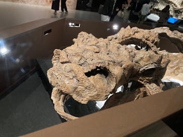 特別展「恐竜博2023」に投稿された画像（2023/5/27）