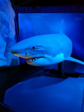 新江ノ島水族館に投稿された画像（2023/5/27）