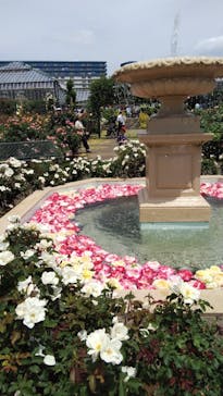 京成バラ園に投稿された画像（2023/5/27）
