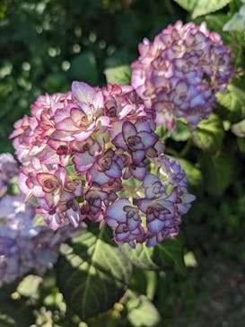 横浜イングリッシュガーデンに投稿された画像（2023/5/27）