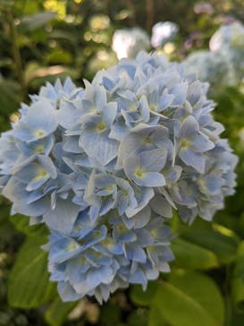 横浜イングリッシュガーデンに投稿された画像（2023/5/27）