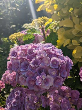 横浜イングリッシュガーデンに投稿された画像（2023/5/27）