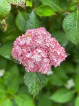 横浜イングリッシュガーデンに投稿された画像（2023/5/27）