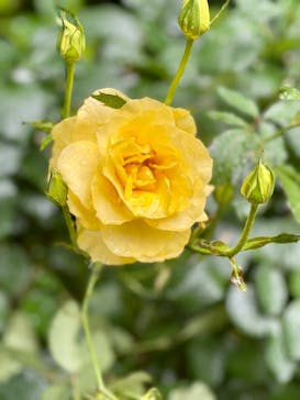 横浜イングリッシュガーデンに投稿された画像（2023/5/27）