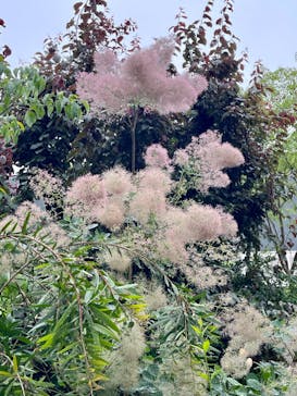 横浜イングリッシュガーデンに投稿された画像（2023/5/27）