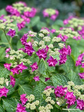 横浜イングリッシュガーデンに投稿された画像（2023/5/27）